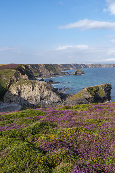 Cornish-purple