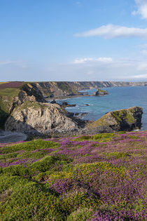 Cornish Purple by Malc McHugh
