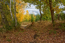 Herbstwald im Erzgebirge von Astrid Steffens