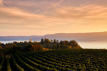 Blick über einen Weinhang auf den Bodensee by sven-fuchs-fotografie
