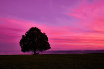 Silhouettenbaum auf dem Feld vor romantischem Himmel bei Sonnenuntergang by sven-fuchs-fotografie