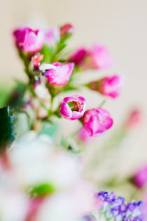 Rote Blüte mit schwacher Tiefenschärfe by sven-fuchs-fotografie