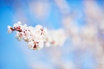 Weiße Apfelblüten vor blauem Himmel von sven-fuchs-fotografie