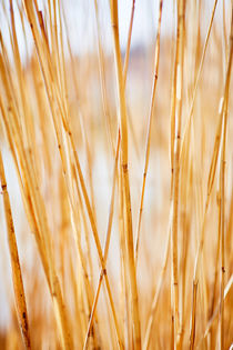 Schilfrohr im weichen Sonnenlicht am Bodensee von sven-fuchs-fotografie