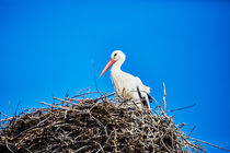 Ein Storch in seinem Nest by sven-fuchs-fotografie
