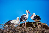Ein Storch in seinem Nest von sven-fuchs-fotografie