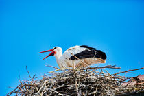 Ein Storch in seinem Nest by sven-fuchs-fotografie