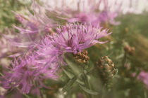 Sommerwiese mit Flockenblumen by Christine Horn