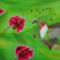 Kolibri-airbrush-blumen-nektar-colorair-fineart-nrw