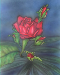 Rose by Harry Heffels