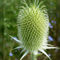 Thistle-in-the-summer-sun-png