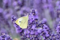 Schmetterling im Lavendelfeld von Astrid Steffens