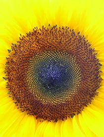 sunflower von Ingrid Bienias