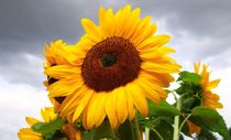 Sonnenblume von Ingrid Bienias