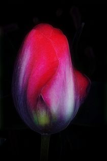 Tulip Blush von CHRISTINE LAKE