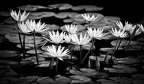 Water Lily  von O.L.Sanders Photography