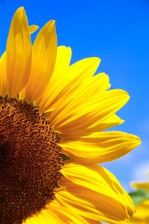 sunny flower by Ingrid Bienias
