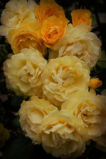 'Sunshine With Roses' von CHRISTINE LAKE