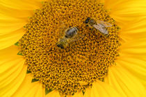 Sonnenblume mit Bienen von Astrid Steffens