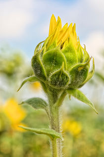 Sonnenblume  am erblühen by Astrid Steffens
