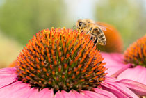 Biene auf Blume von Astrid Steffens