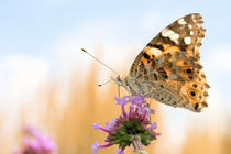 Schmetterling auf Blume - butterfly- von Astrid Steffens