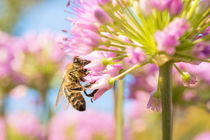 Biene auf Zierlauch by Astrid Steffens