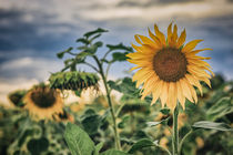 Sonnenblumen mit Gewitterwolken by Christine Horn