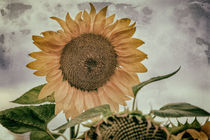 Vintage Sonnenblume von Christine Horn