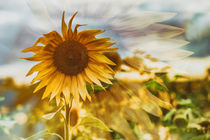 Sonnenblume mit Biene von Christine Horn