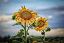 Sonnenblumen-Duett vor Gewitterwolken von Christine Horn