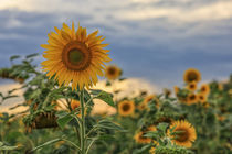 Sonnenblumen vor Gewitterwolken von Christine Horn