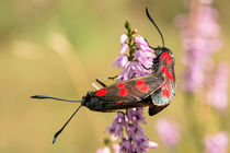 Schmetterlinge - Widderchen bei der Paarung -- by Astrid Steffens