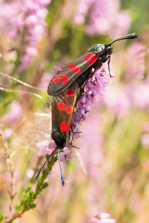 Schmetterlinge - Widderchen bei der Paarung -- von Astrid Steffens