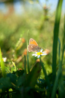Schmetterling Wiesenvögelchen auf einer Blume by anja-juli