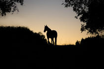 Pferd Silhouette im Sonnenuntergang by anja-juli