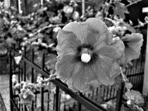 Stockrosen am Gartenzaun in schwarz-weiß by assy