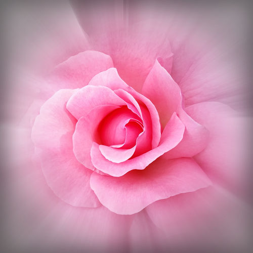 Pink-rose-petals-png