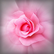 Pink rose petals by feiermar