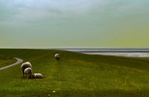 Sylt, dike with sheep von Thomas Anton Stribick