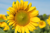 Sonnenblume von Astrid Steffens