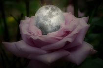 Rose With A Silver Moon by CHRISTINE LAKE