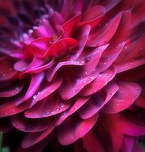 'Raindrops On Floral Pink' von CHRISTINE LAKE