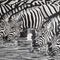 Zebras-am-wasser