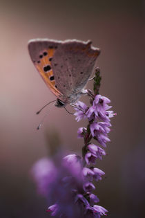 Schmetterling von Mike Ahrens
