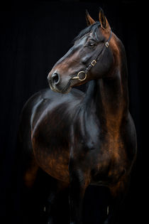 Noir portrait of Rottaler stallion Lucanus von Cécile Zahorka