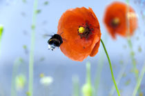 Bumblebee likes the poppy by Thomas Anton Stribick
