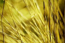 Golden grass by Thomas Anton Stribick