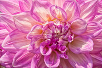 Chrysantheme Makroaufnahme von Astrid Steffens
