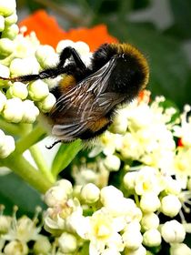 Fleißige Biene by susanne-seidel